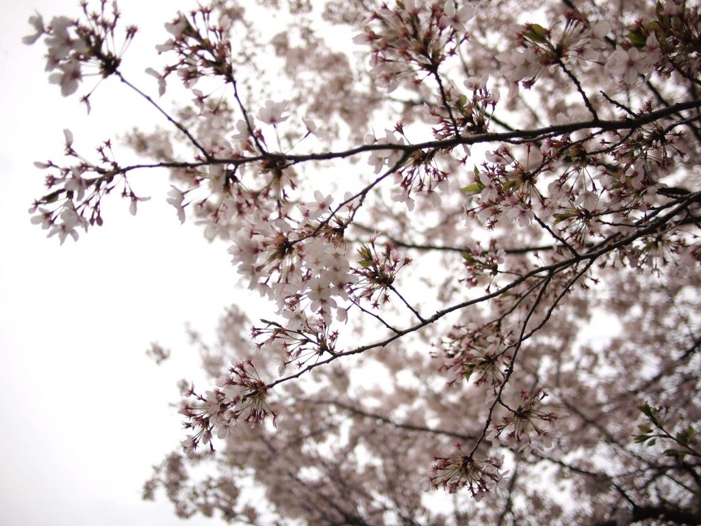 Sakura Osaka - Best Cherry Blossom Spots: Akashi Park 2