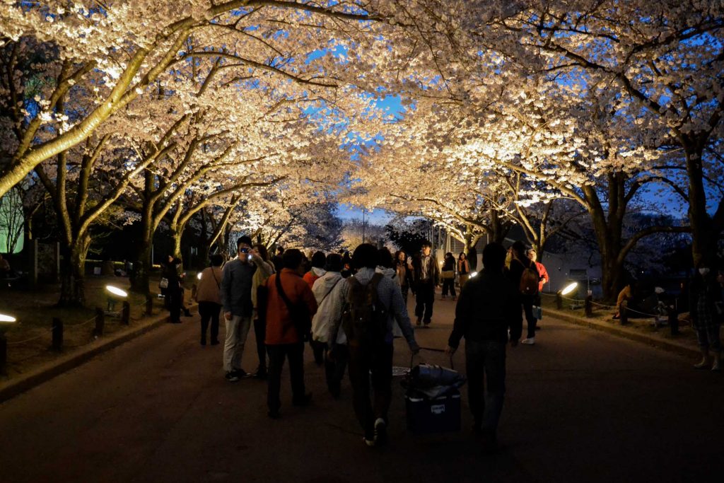 Sakura Osaka - Best Cherry Blossom Spots: Expo 70 Commemorative Park