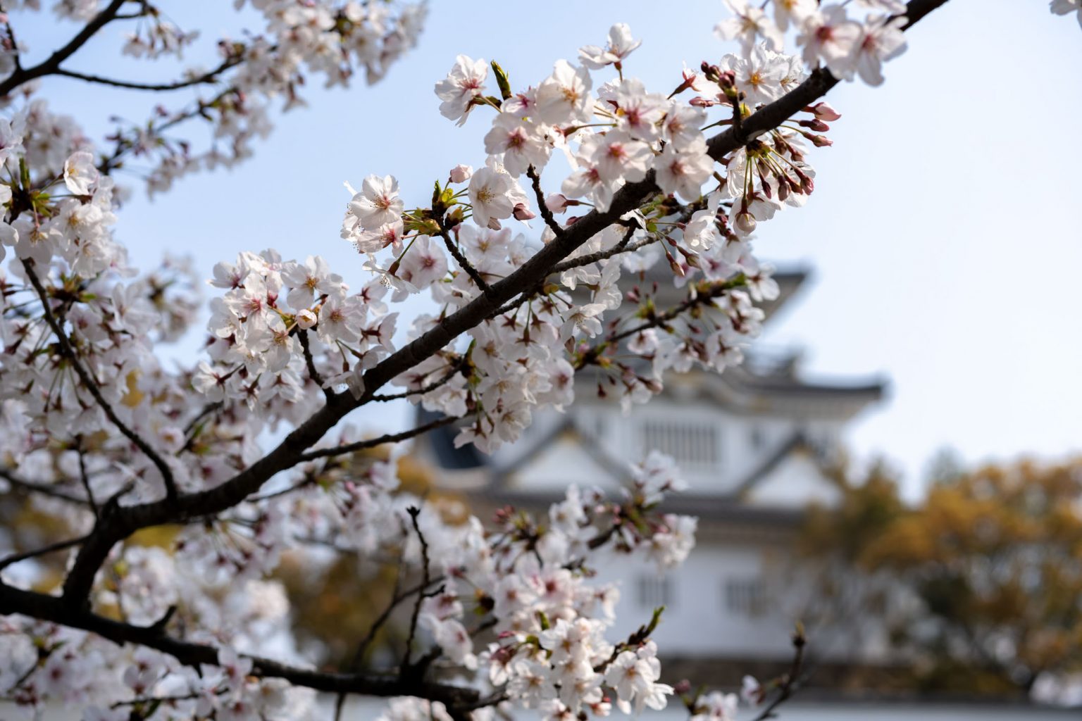 Sakura Osaka The TOP 10 Cherry Blossom Spots You Have To Visit