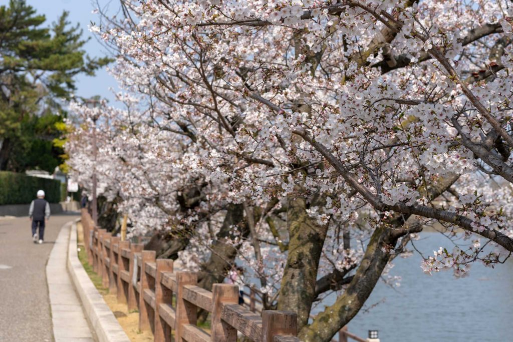Sakura Osaka - Best Cherry Blossom Spots- Kishiwada Castle 1