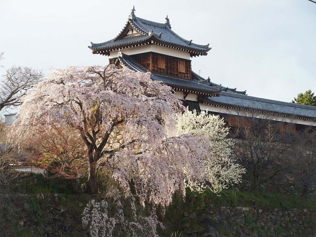 Sakura Osaka - Best Cherry Blossom Spots: Koriyama Castle