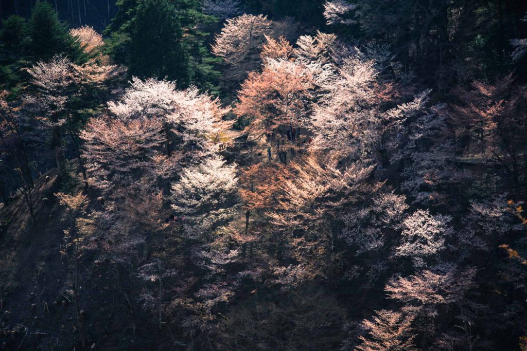 Sakura Osaka - Best Cherry Blossom Spots- Mount Yoshino 2