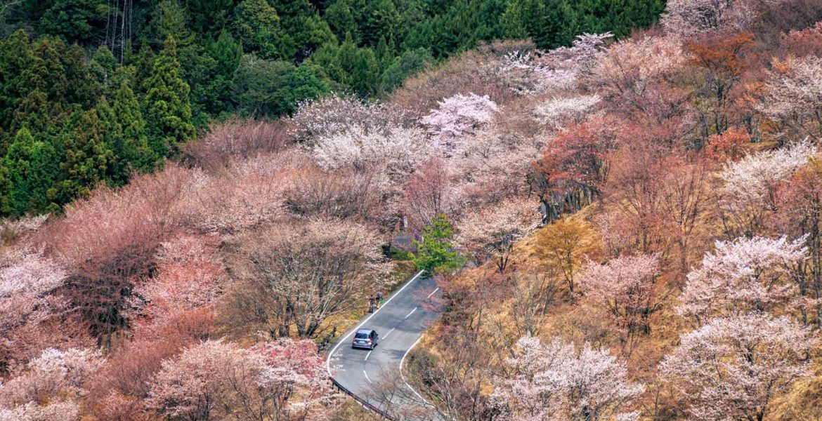 Sakura Osaka - Best Cherry Blossom Spots- Mount Yoshino 2