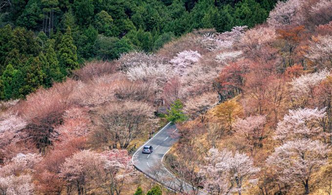 Sakura Osaka - Best Cherry Blossom Spots- Mount Yoshino 2