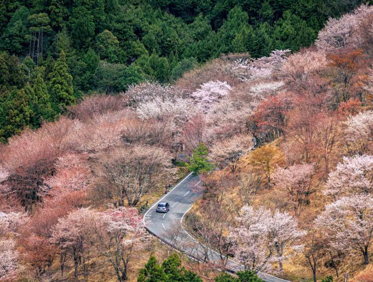 Sakura Osaka - Best Cherry Blossom Spots- Mount Yoshino 2