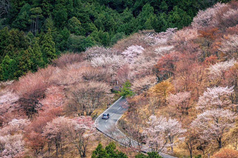 Sakura Osaka - Best Cherry Blossom Spots- Mount Yoshino 2