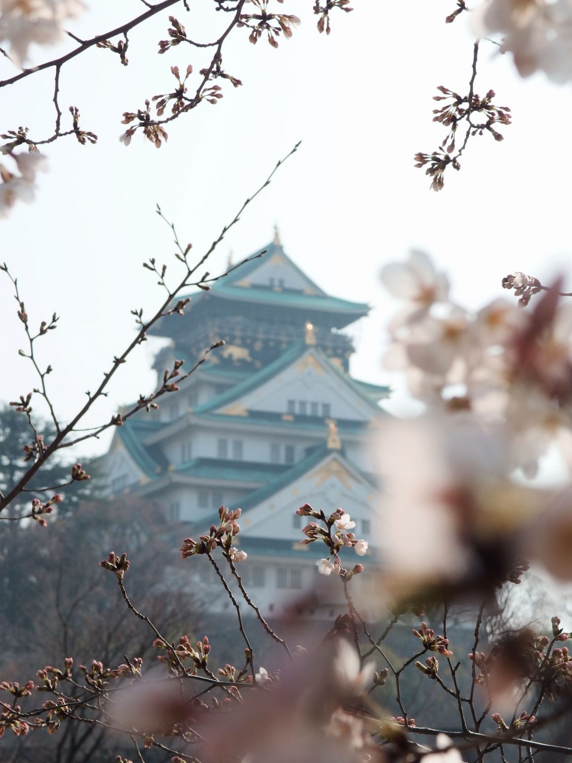 The 10 Best Cherry Blossom (Sakura) Spots In Osaka