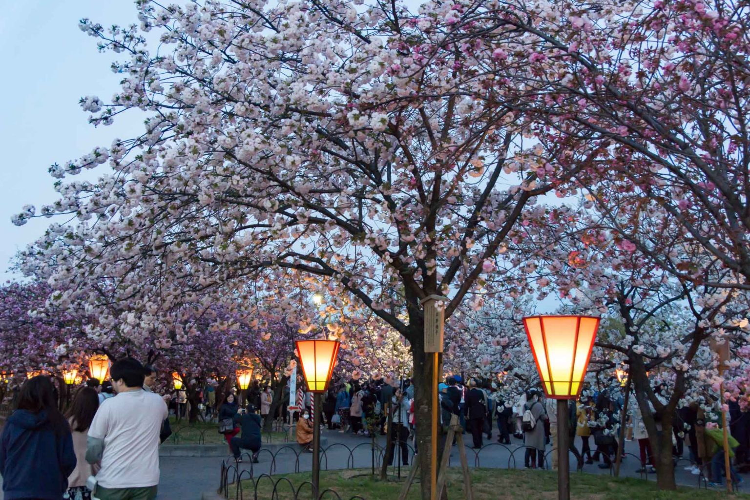 Sakura Osaka The TOP 10 Cherry Blossom Spots You Have To Visit