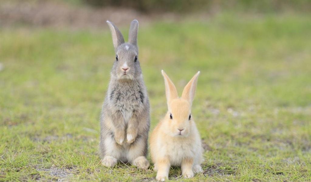 Okunoshima Island Rabbits