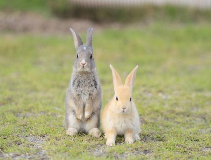 Okunoshima Island Rabbits