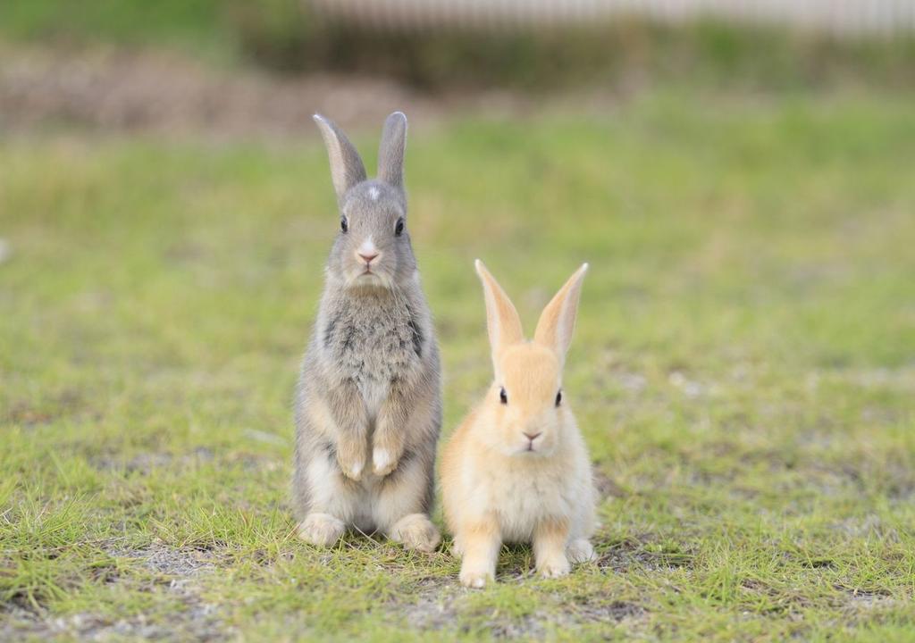 Okunoshima Island Rabbits