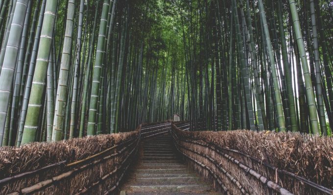 Arashiyama Bamboo Forest Kyoto Japan