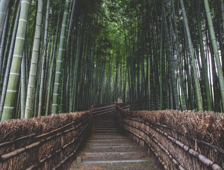Arashiyama Bamboo Forest Kyoto Japan