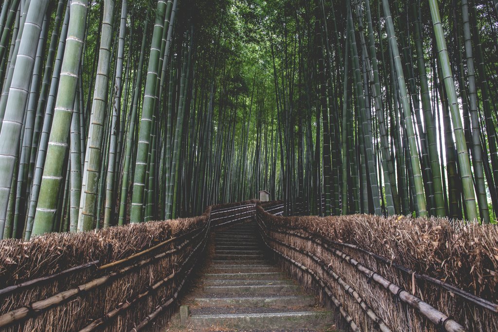 Arashiyama Bamboo Forest Kyoto Japan