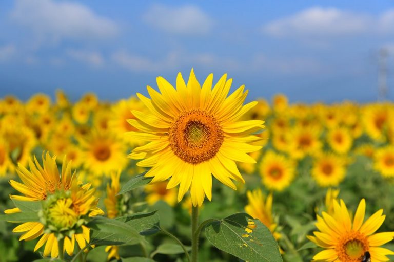 🌻 The 7 Best Sunflower Fields To Visit This Summer In Japan