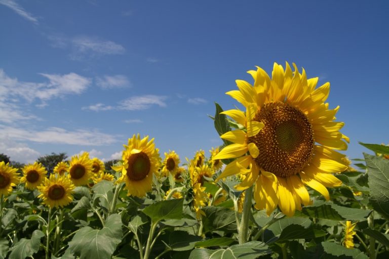 🌻 The 7 Best Sunflower Fields To Visit This Summer In Japan