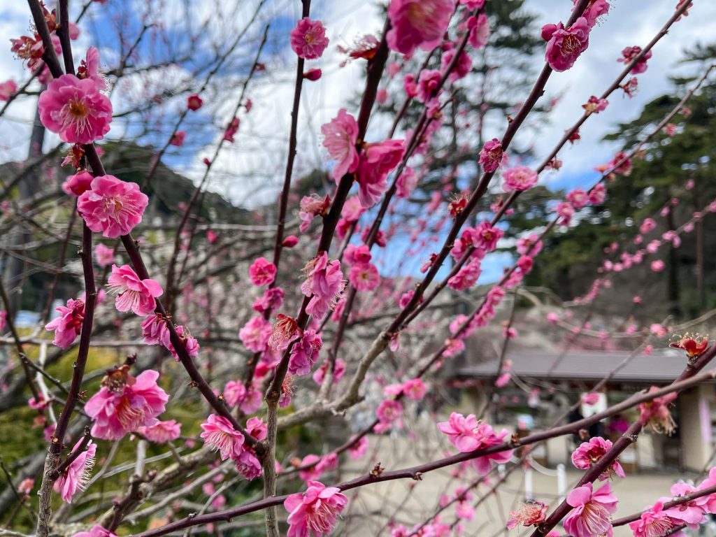 Atami Japan - Atami Plum Garden