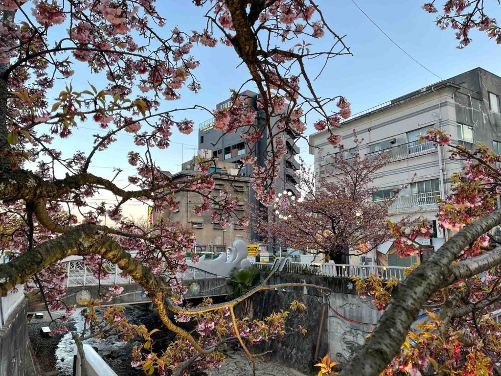 Atami Japan - Enjoy early Sakura at Itogawa River 1
