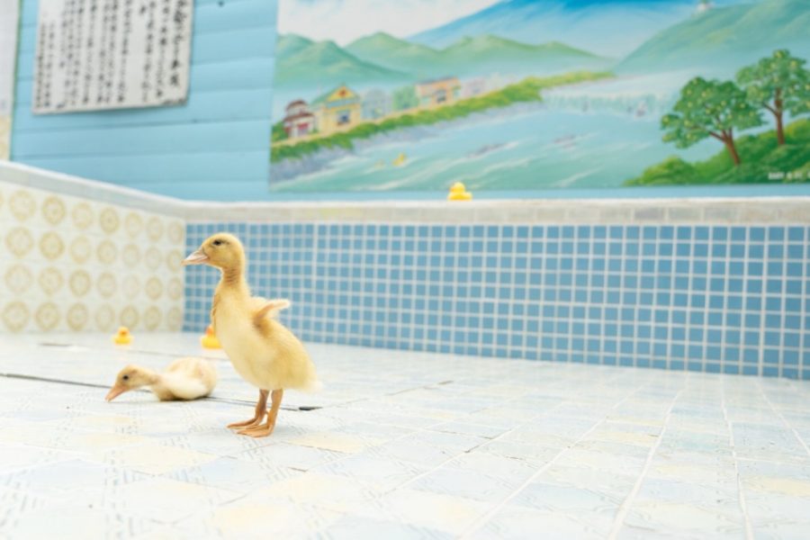 Tamagawa Onsen Real Ducks 3