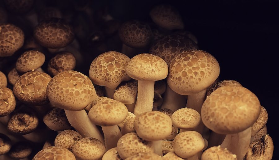 8 Healthy Japanese Mushrooms Why You Should Eat More