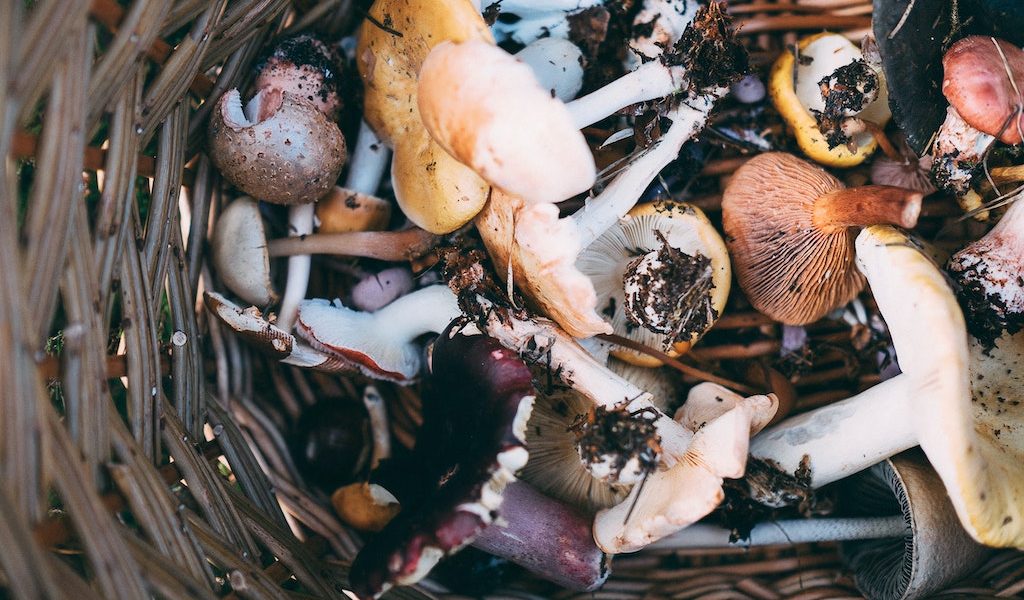 Japanese Mushrooms Forest