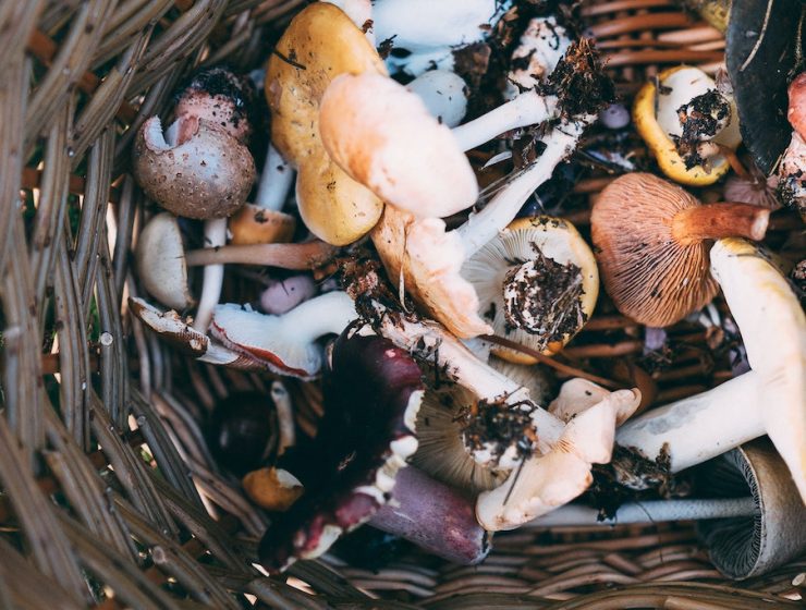 Japanese Mushrooms Forest