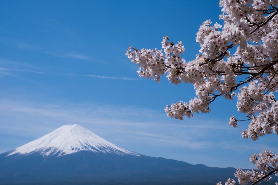 Cherry Blossom Forecast Japan Spring Sakura 2