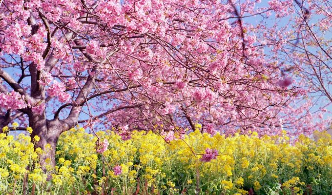 Kawazu Zakura Early Cherry Blossom Japan 6