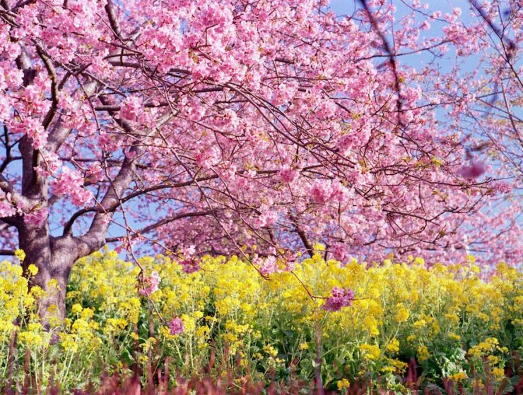 Kawazu Zakura Early Cherry Blossom Japan 6