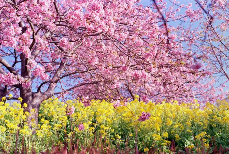Kawazu Zakura Early Cherry Blossom Japan 6