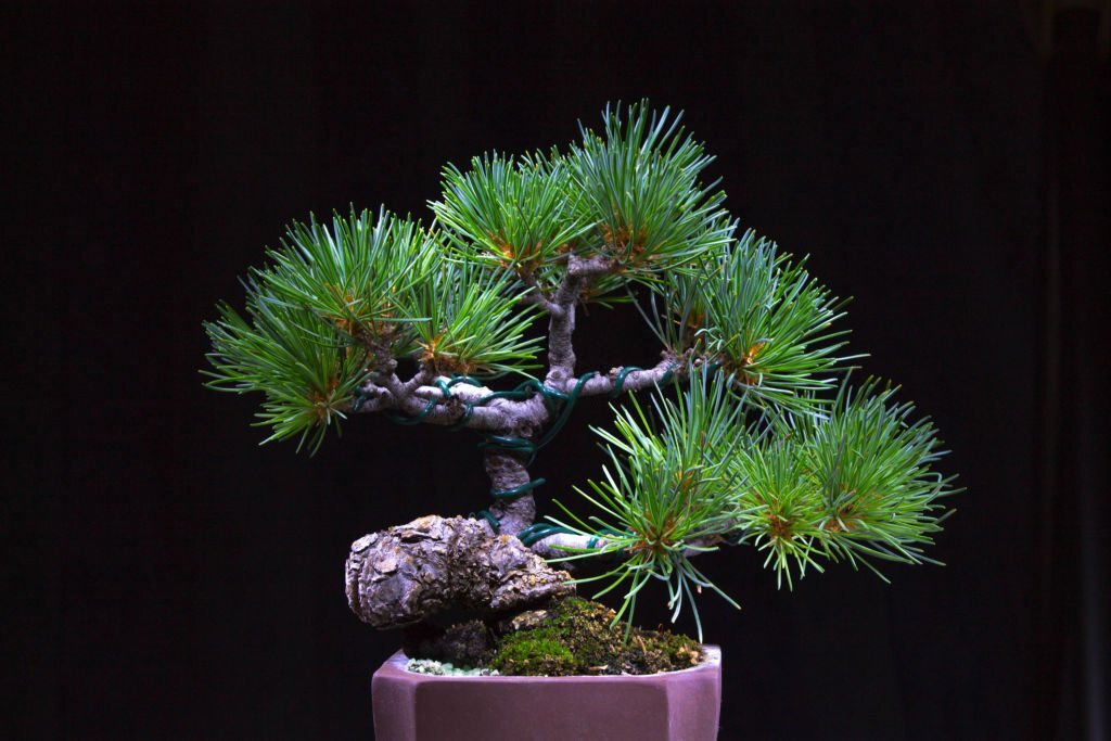 Japanese black pine tree bonsai Matsu