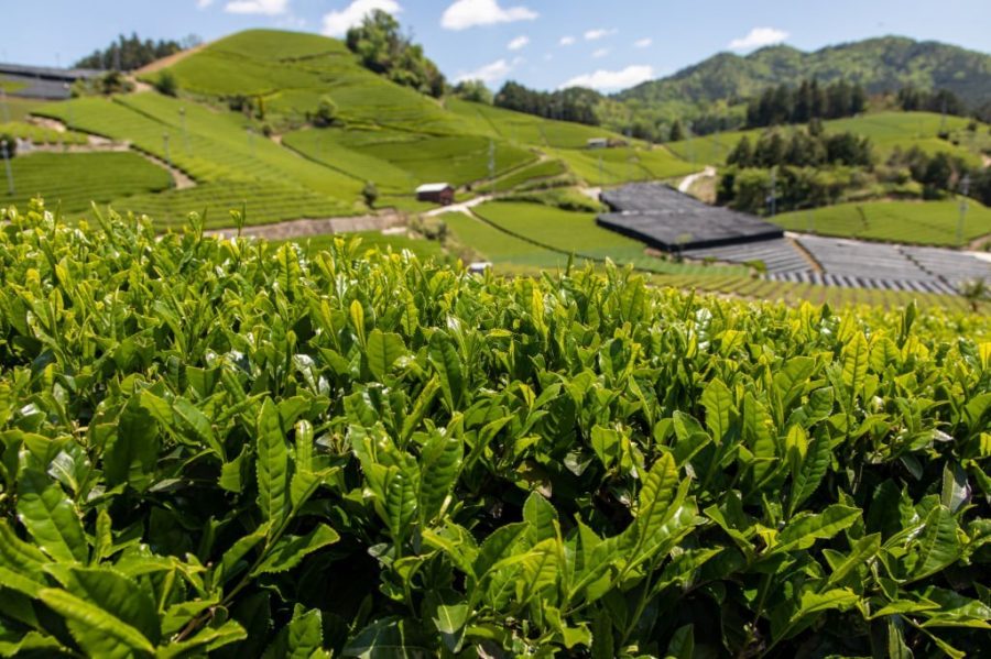 10 Different Types Of Japanese Green Tea You Should Try