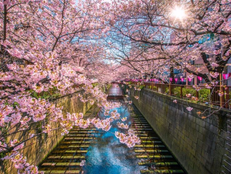 Best Things To Do In Nakameguro
