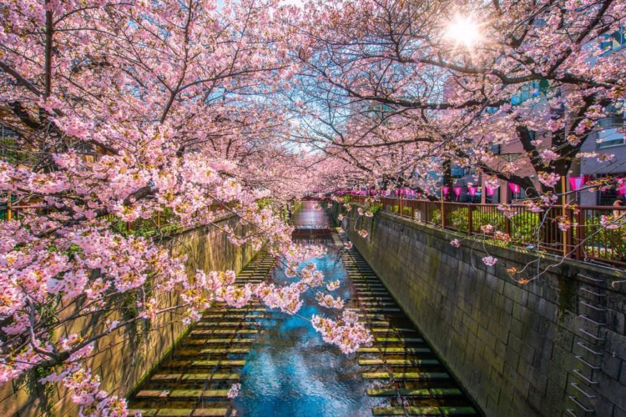 Best Things To Do In Nakameguro
