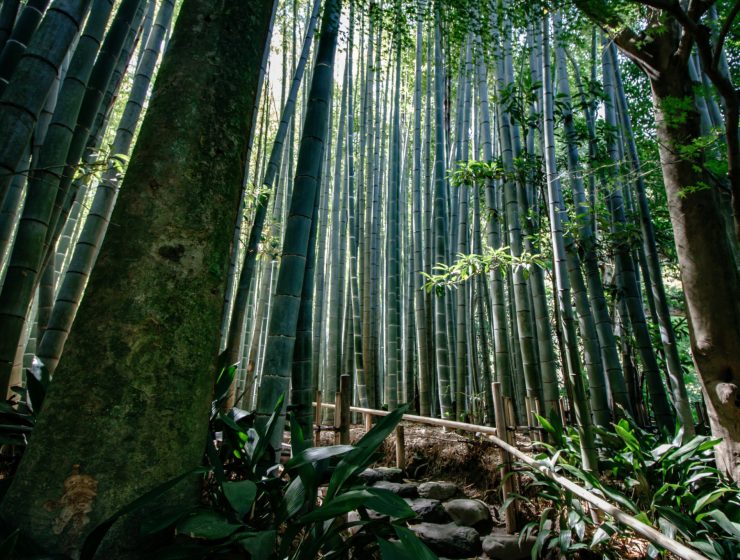 Hidden Gems In Kamakura